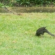 Vogel sucht nach Larven im Rasen