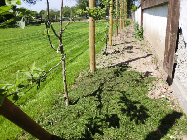 Der RasenSchnitt ist entscheidend deingruen.de
