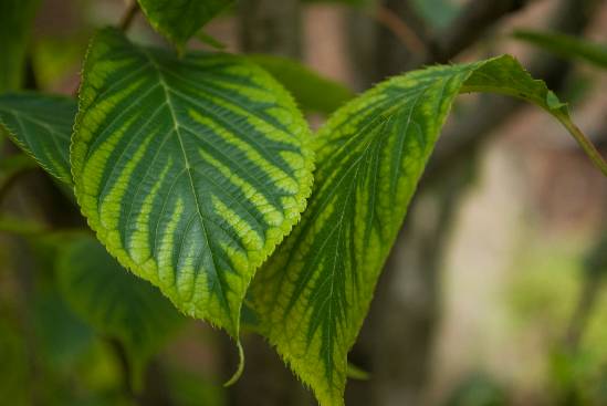 Rasen düngen - Die Grundlagen | deingruen.de