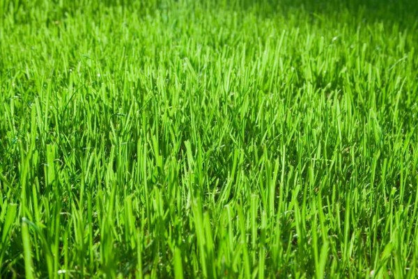 RasenPflege deingruen.de Rasen, Garten & mehr