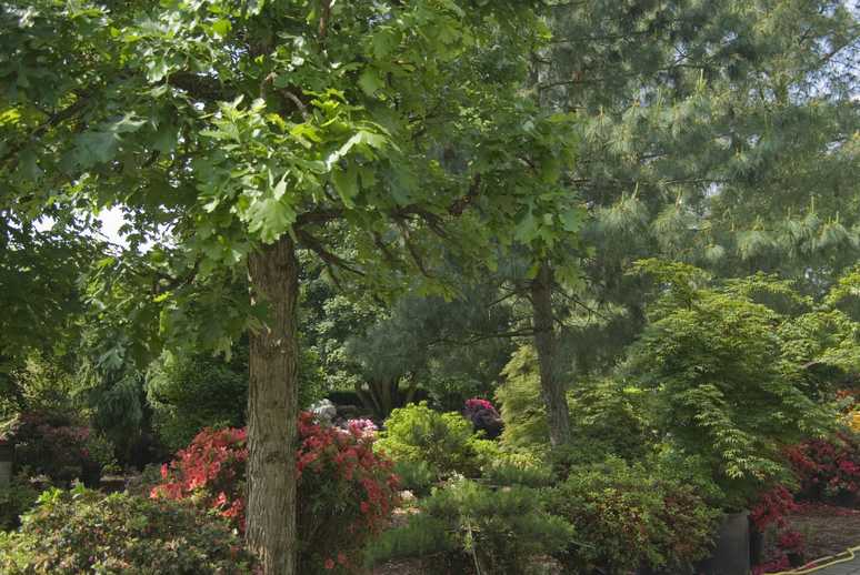 Baum und Strauch